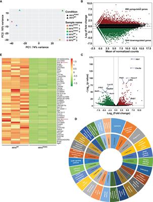 Mutation in Irf8 Gene (Irf8R294C) Impairs Type I IFN-Mediated Antiviral Immune Response by Murine pDCs